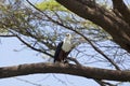 Fish Eagle at Lake Baringo, Kenya Royalty Free Stock Photo