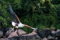 Fish eagle lake Malawi Royalty Free Stock Photo