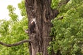 Fish Eagle perched on tree Royalty Free Stock Photo