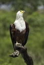 Fish Eagle Royalty Free Stock Photo