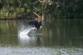 Fish Eagle's Catch (Haliaeetus vocifer) Royalty Free Stock Photo