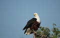 Fish eagle sitting on the top of a tree Royalty Free Stock Photo