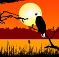 Fish eagle in sunset Royalty Free Stock Photo