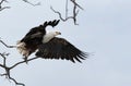 A Fish Eagle takoff from a tree at Masai Mara Royalty Free Stock Photo