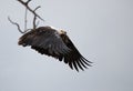 A Fish Eagle takoff from a tree at Masai Mara Royalty Free Stock Photo