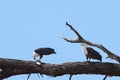 Fish eagles bickering Royalty Free Stock Photo