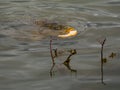 Fish eating bread in lake water Royalty Free Stock Photo