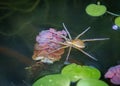 A fish eating fishing spider in a pond waiting for a tasty fish to swim by Royalty Free Stock Photo