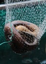 Eel in fishing net