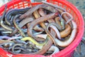 Fish eels are for sale in a local seafood market at the seaport in Vietnam