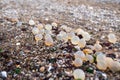 Fish eggs in the Lighthouse of the city of La Paloma in Rocha in Uruguay Royalty Free Stock Photo