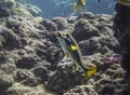 Fish Emerges from Mouth of Oriental Sweetlips Fish Underwater