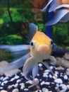 Fish emoticon funny orange aquarium