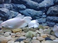 Aquarium fish 5