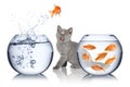 Fish escape concept Royalty Free Stock Photo