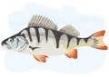 Fish European perch