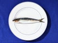 Fish of European pilchard -sardines -