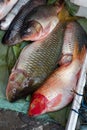 Fish exposed in Laos