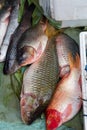 Fish exposed in Laos