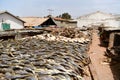 Fish exposed at a market in Africa fresh from the boat