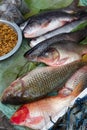Fish exposed in Market, Laos Royalty Free Stock Photo