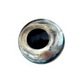 Fish eye Royalty Free Stock Photo