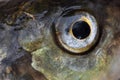 Fish eye close up Royalty Free Stock Photo