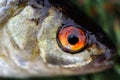 Fish Eye Close-Up Royalty Free Stock Photo