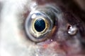 Fish eye extreme macro crop Royalty Free Stock Photo