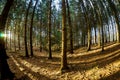 Fish-eye forest Royalty Free Stock Photo