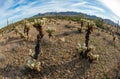 Landscape of a stone desert, Cylindropuntia echinocarpa - Cholla Cactus Garden Sunset Mojave Desert Royalty Free Stock Photo