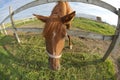 Fish Eye Lens photo of a Horse. Close up distorted Fish eye Lens Royalty Free Stock Photo