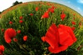 Fish-eye poppy field Royalty Free Stock Photo