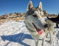 Fish Eye portrait of husky dog muzzle closeup