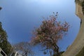 .Fish eye shot of the pine trees on blue sky 10 March 2013