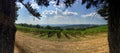 Fish-eye shot of scenic vineyards on a clear sunny day