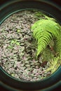 fish eye Wild ferns and at the tropical Forest Puerto RIco