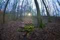 Fish eyeshot of mossy trees in the forest highlighted by sunlight on the background Royalty Free Stock Photo
