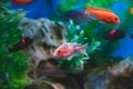 Fish from the family Cichlidae Royalty Free Stock Photo