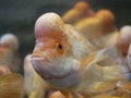 Fish of the family Cichlidae white with yellow spots and a large growth on the head look out of the aquarium. amphilophus citrinel Royalty Free Stock Photo