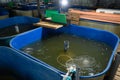 Fish farm for breeding sturgeon.Pool for breeding sturgeon fish Royalty Free Stock Photo