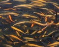 Fish farm hatchery pond Royalty Free Stock Photo