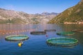 Fish farm. Montenegro, Adriatic Sea, Bay of Kotor Royalty Free Stock Photo