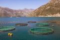 Fish farm. Montenegro, Kotor Bay Royalty Free Stock Photo