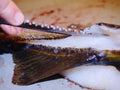 Fish farm slaughterer hands gutting cod, the codfish. Man hand is filleting freshly caught fish