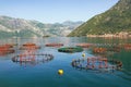 Fish farm. Sunny summer Mediterranean landscape. Montenegro, Adriatic Sea, Bay of Kotor Royalty Free Stock Photo