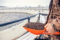 Fish farm worker holds scoop of pelleted feed for feeding rainbow trout and salmon