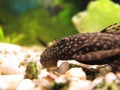 Fish. Female Ancistrus. Royalty Free Stock Photo