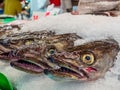 Fish at the fish market Royalty Free Stock Photo
