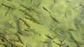 Fish floating in shoal water background